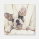 Search for called magnets Dog