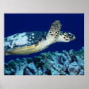 Search for sea turtle posters Animal