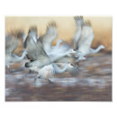 Search for bosque del apache posters Sandhill crane