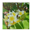 Search for frangipani tiles Tree