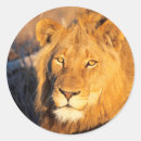 Search for red lion stickers Animal