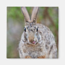 Search for cottontail magnets Wildlife