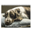 Search for springer spaniel Canine