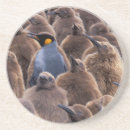 Search for contrast coasters Brown