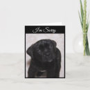 Search for cute sorry puppy cards Pets