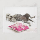 Search for dog behaviour postcards Horizontal