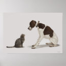 Search for pointer photography Dogs