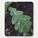 Search for oak leaf Tree