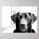 Search for black lab retriever dog posters Dogs