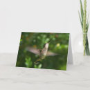 Search for ruby throated cards Wildlife