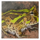 Search for toad tiles Animal