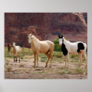 Search for buckskin horse posters Stallion