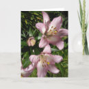 Search for tiger lily Plants