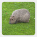 Search for capybara stickers Animal