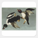 Search for duck life stickers Ducks
