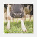 Search for dairy cow magnets Grazing