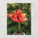Search for photography christmas cards Red