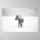 Search for wild horse posters Iceland