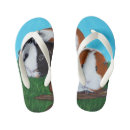 Search for pig thongs Cavy
