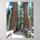 Search for sequoia posters Forest