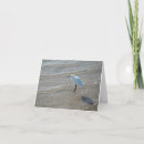 Search for shore bird Wildlife