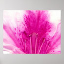 Search for azalea art Fine
