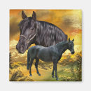 Search for andalusian horse Andalusian horses