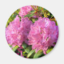 Search for rhododendron magnets Pink