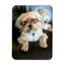 Search for dog magnets Pet