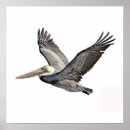 Search for pelican posters Sea