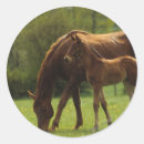 Search for mare and foal stickers Bob langrish