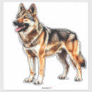 Search for wolfdog Cute