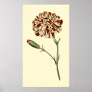 Search for carnations posters Floral