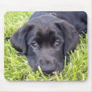 Search for black lab mousepads Animals