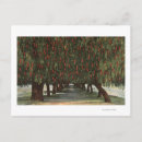 Search for pepper tree postcards States