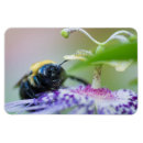 Search for macro magnets Bee