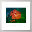Search for geraniums posters Green