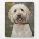 Search for labradoodle electronics Animal