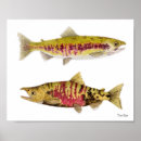 Search for chum Trout