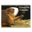 Search for guinea pig calendars Cute