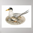 Search for terns Bird