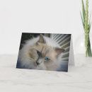 Search for ragdoll cat cards Feline