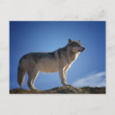 Search for predators postcards Wolf