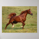 Search for mane posters Breed