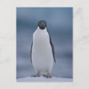 Search for adelie Adelie penguin