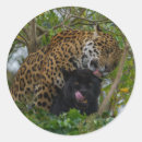 Search for black panther cat stickers Jaguar