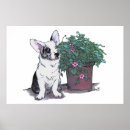 Search for blue merle corgi Puppy