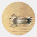 Search for gadwall Waterfowl