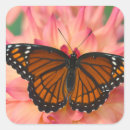 Search for mimic stickers Butterfly