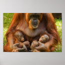 Search for orangutan posters Baby